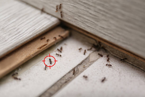 Best Best Pest Control Companies  in Robins Af, GA